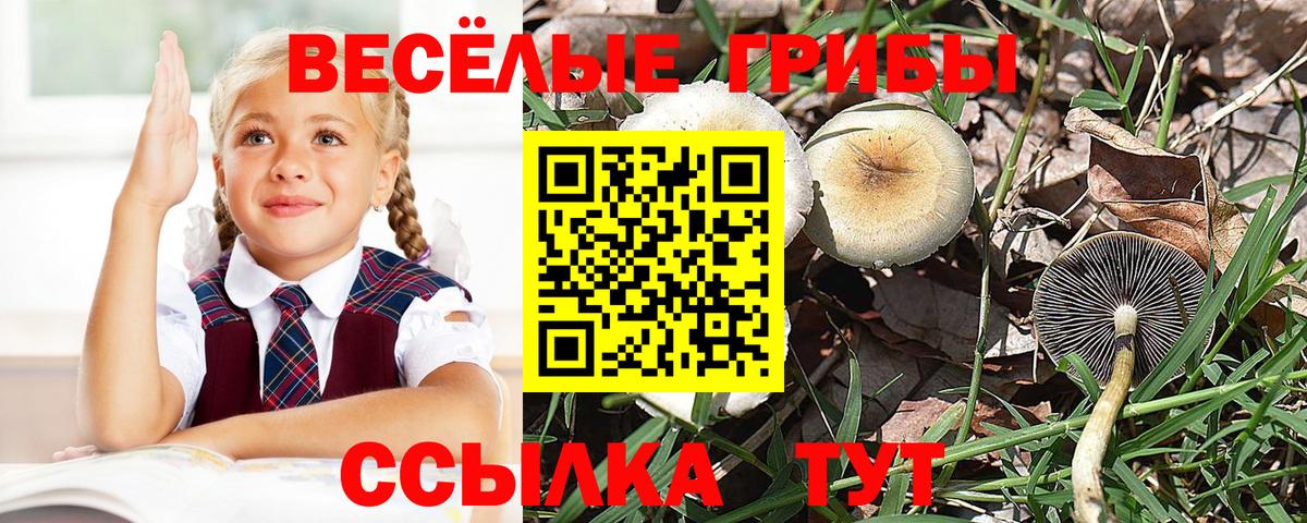 Псилоцибиновые грибы прущие грибы  Галлюциногенные грибы Cubensis  Вход с VPN  Алушта 